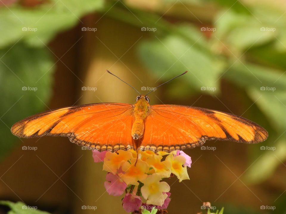 A close up of a butterfly 