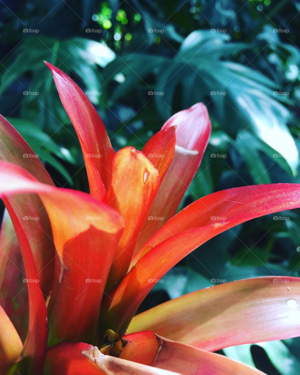 Bright red plant at Botanical Gardens 