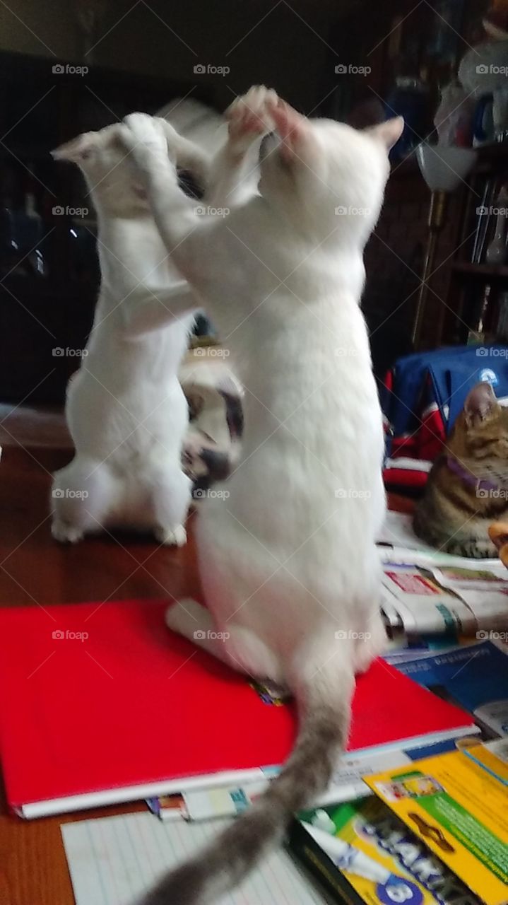 cat fight