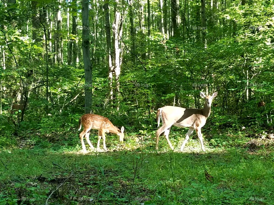 Mama deer watching out for her baby