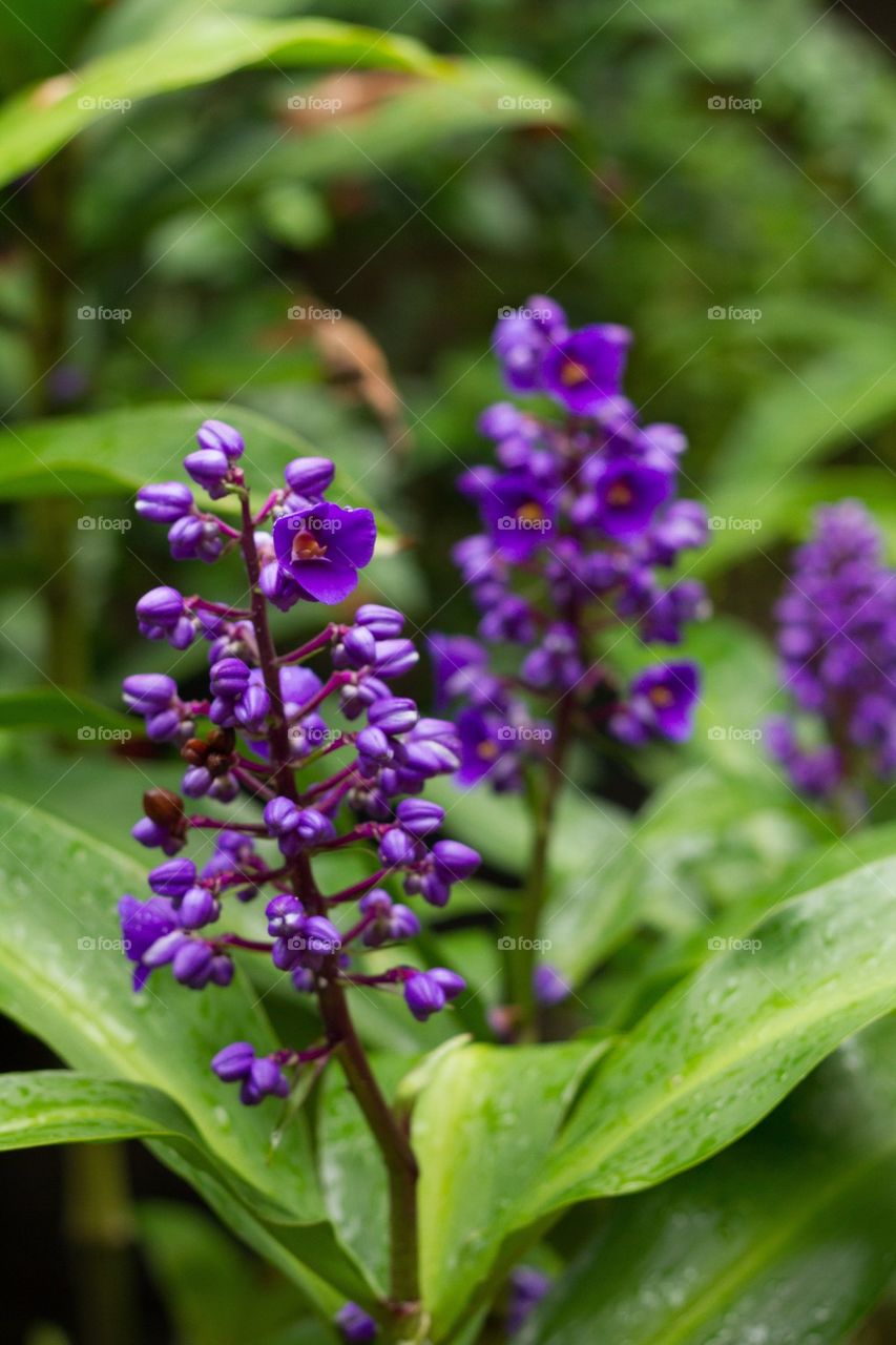 Purple Orchid Buds