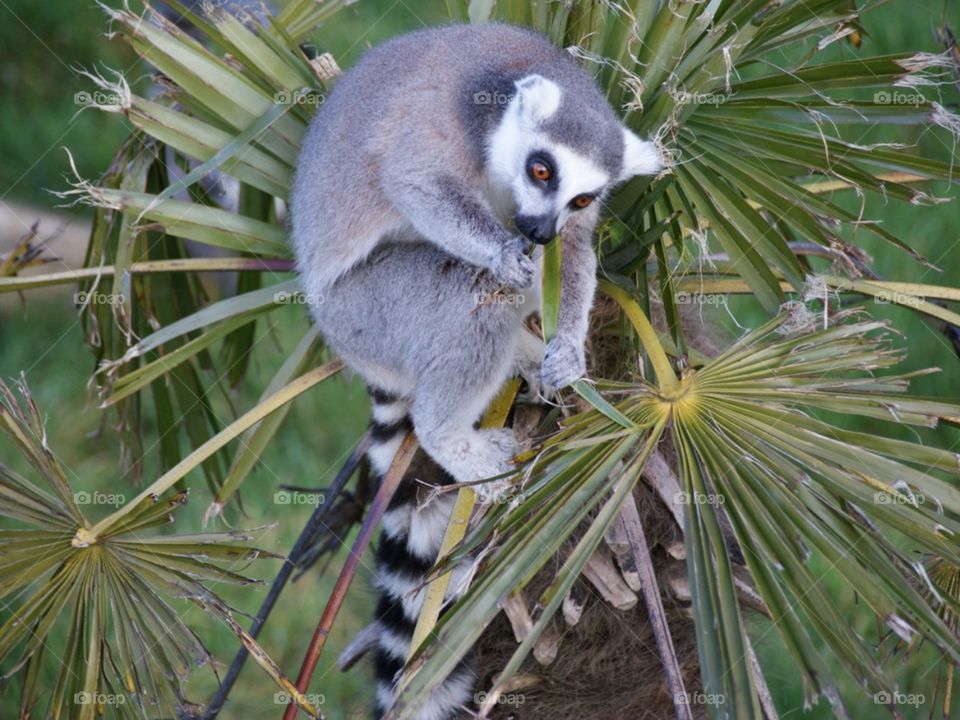 Lemur at lunch