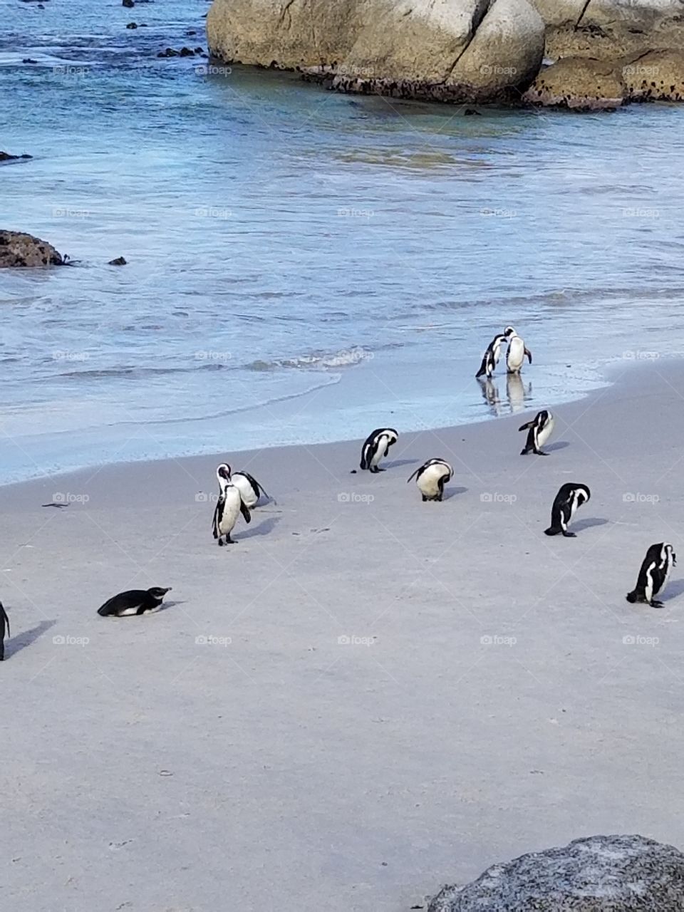 Boulder Beach, African penguins