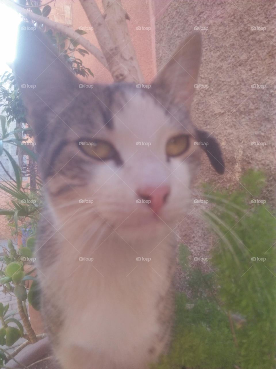 Beautiful cat looking at camera.