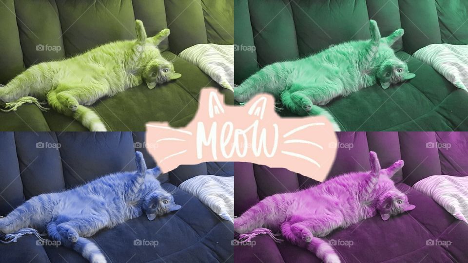 My pretty kitty edit colorful