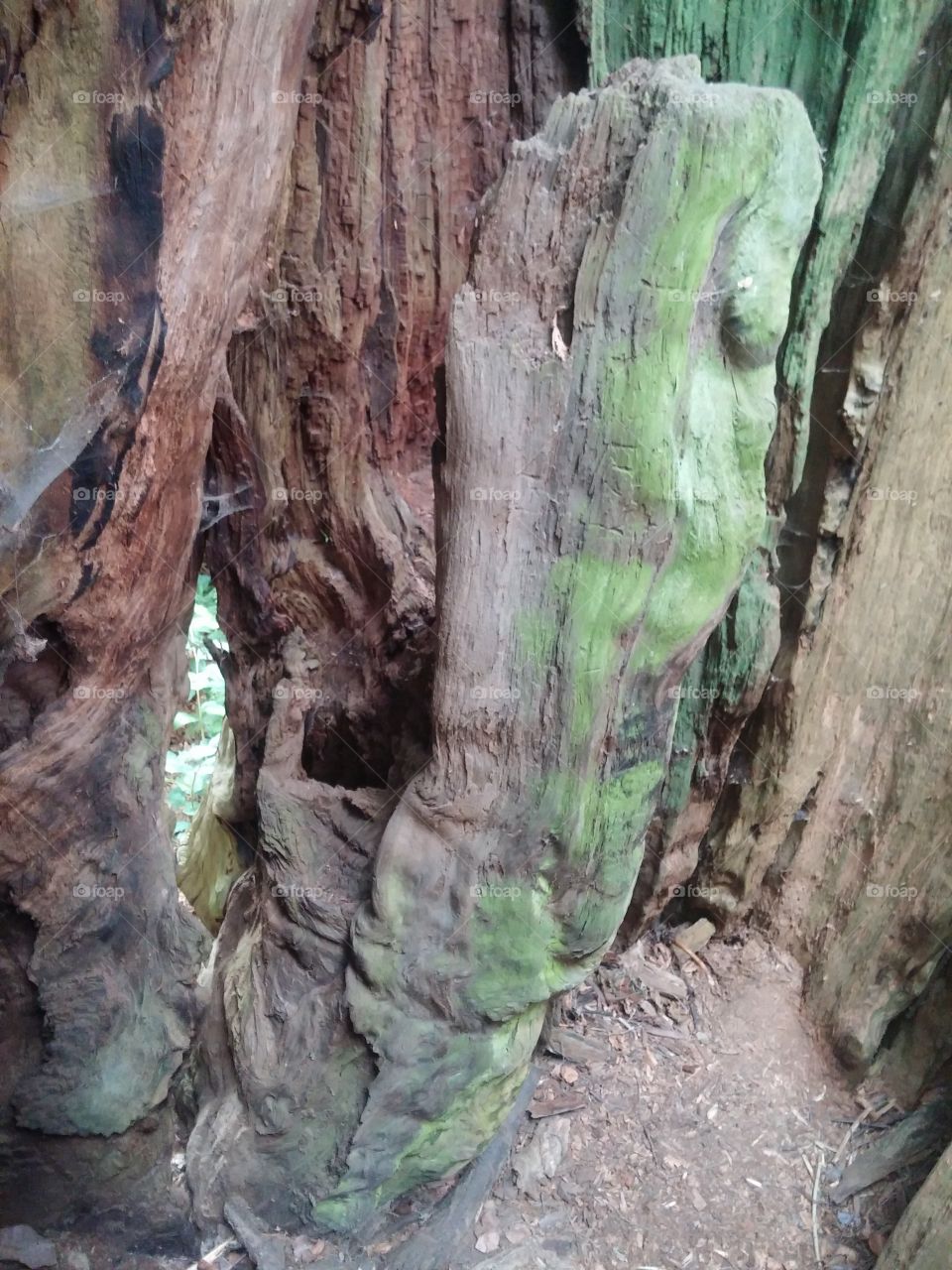 Inside a fallen tree