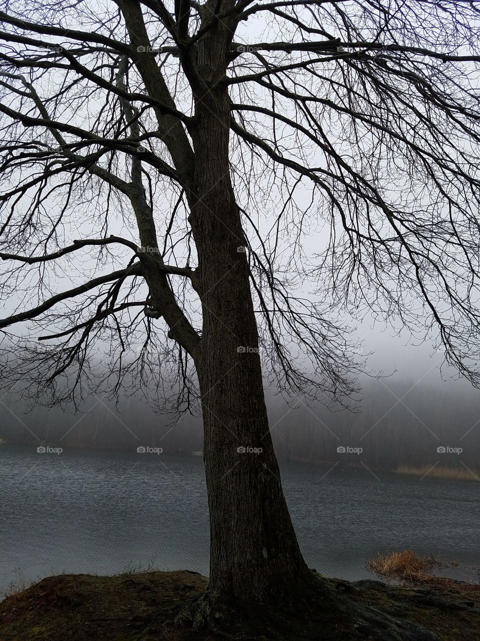 Tree, No Person, Landscape, Fog, Fall