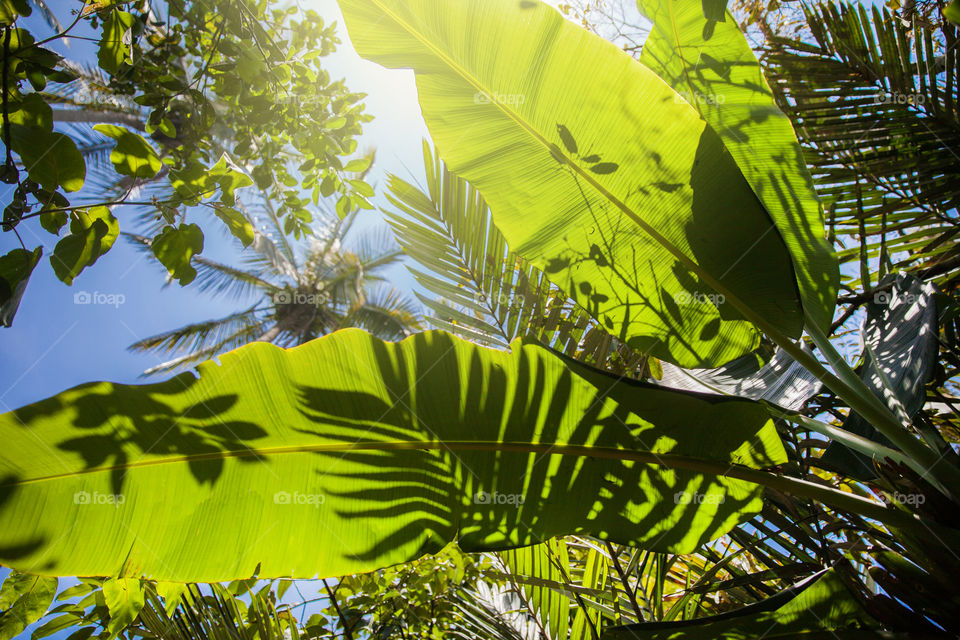 Light and shadows from under the banana tree in the rainforest