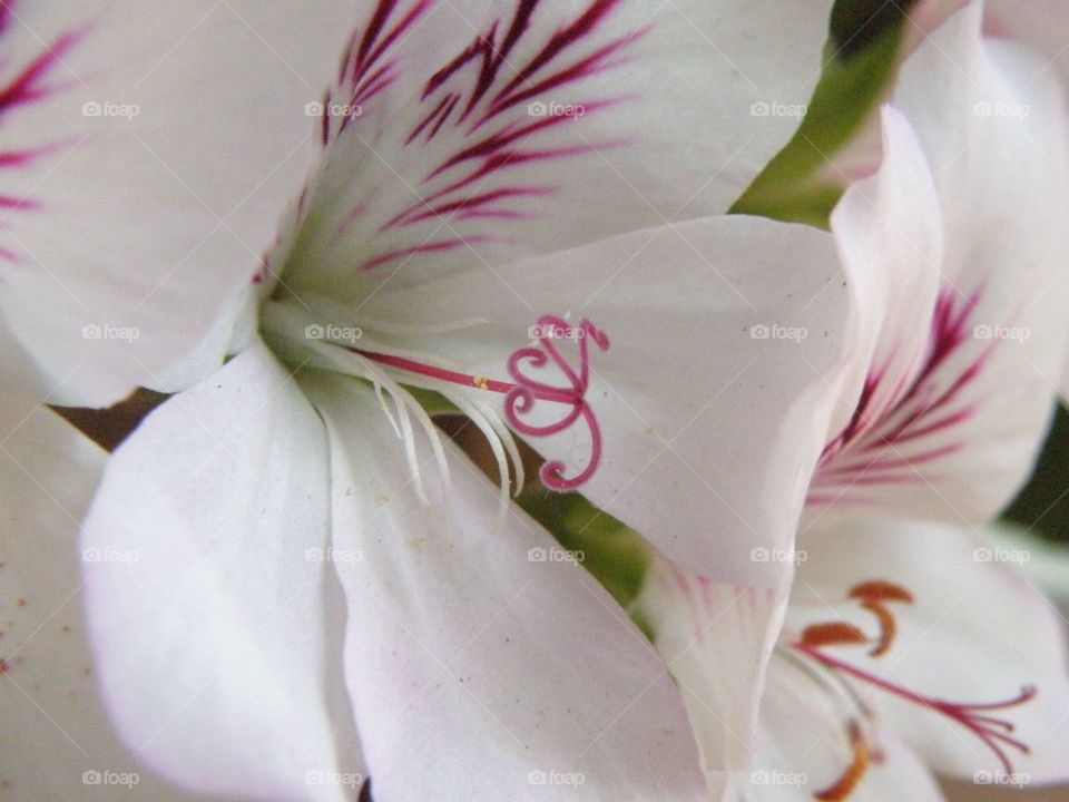 Close-up of white flower