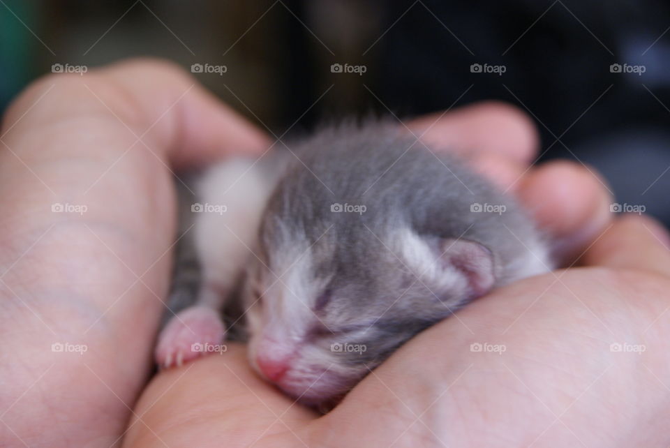 beautiful grey and white baby cat in my hands
