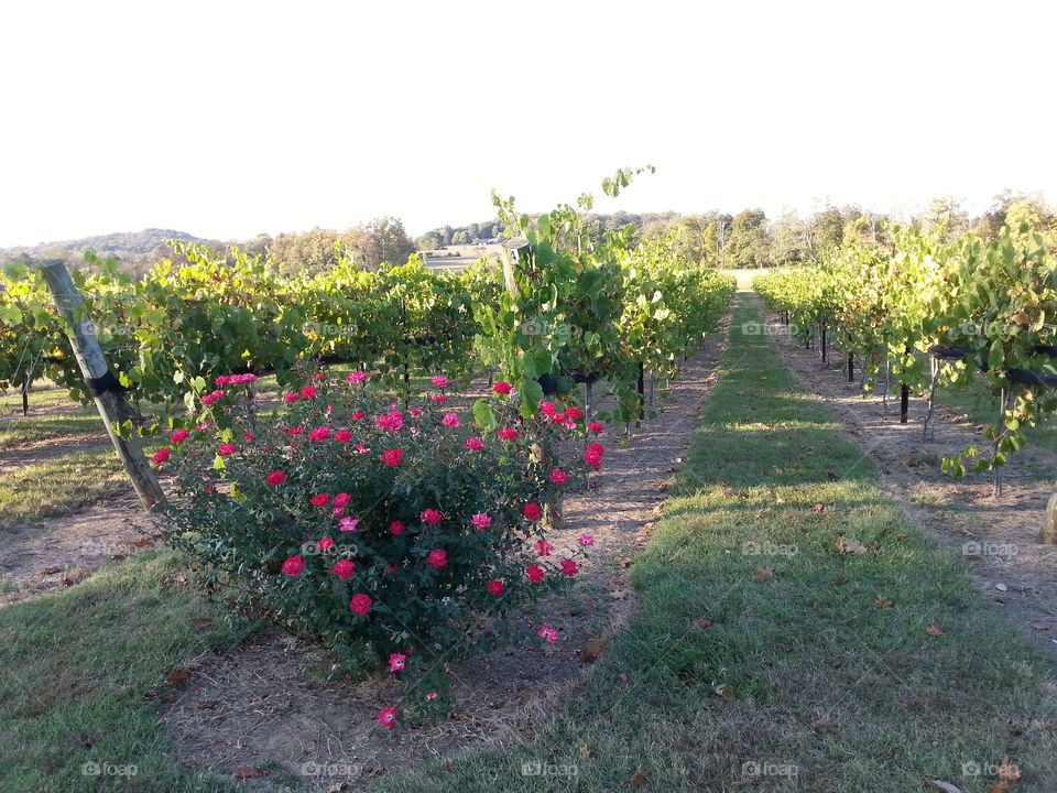 Grapevine rows