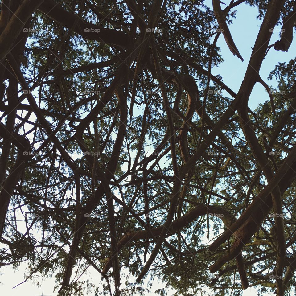 Branches 