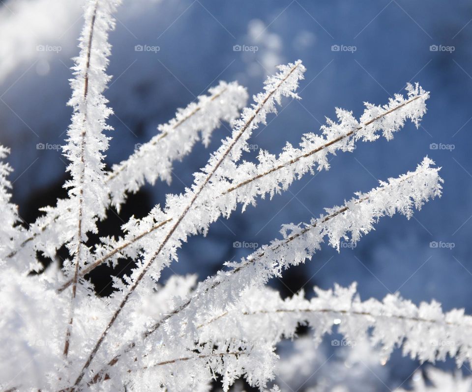 Frost on some blades of tall grass