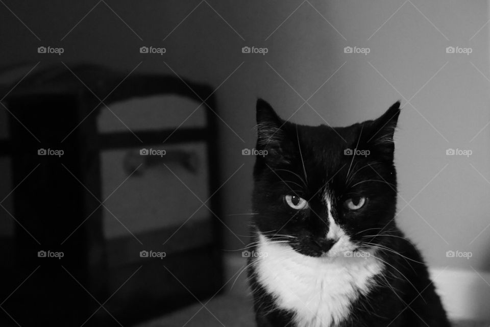 Existential crisis. A black and white tuxedo cat considers his life.