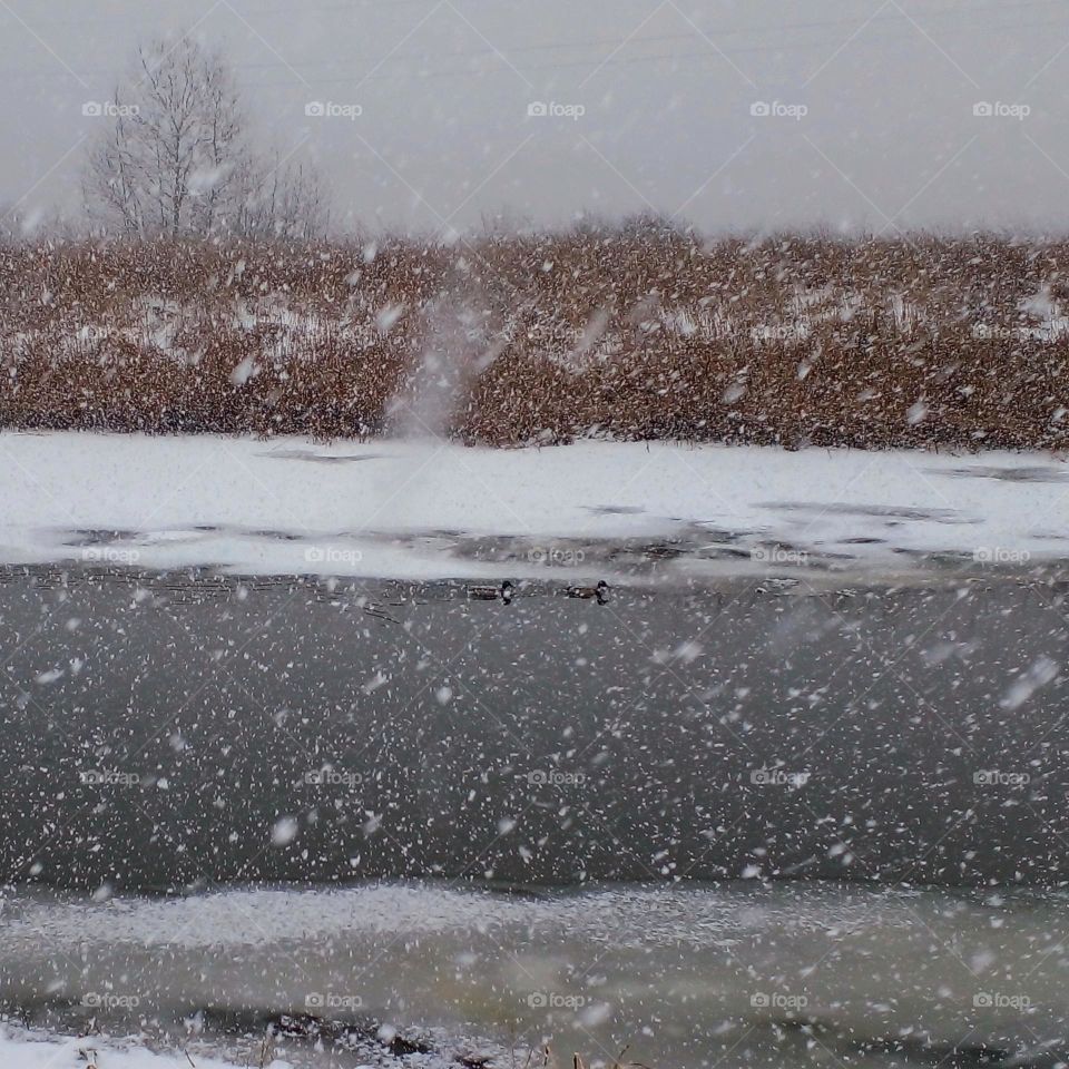 Winter Wilderness Wonders