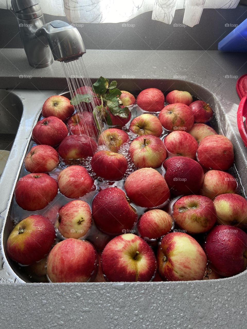 Washing freshly picked apples in the sink