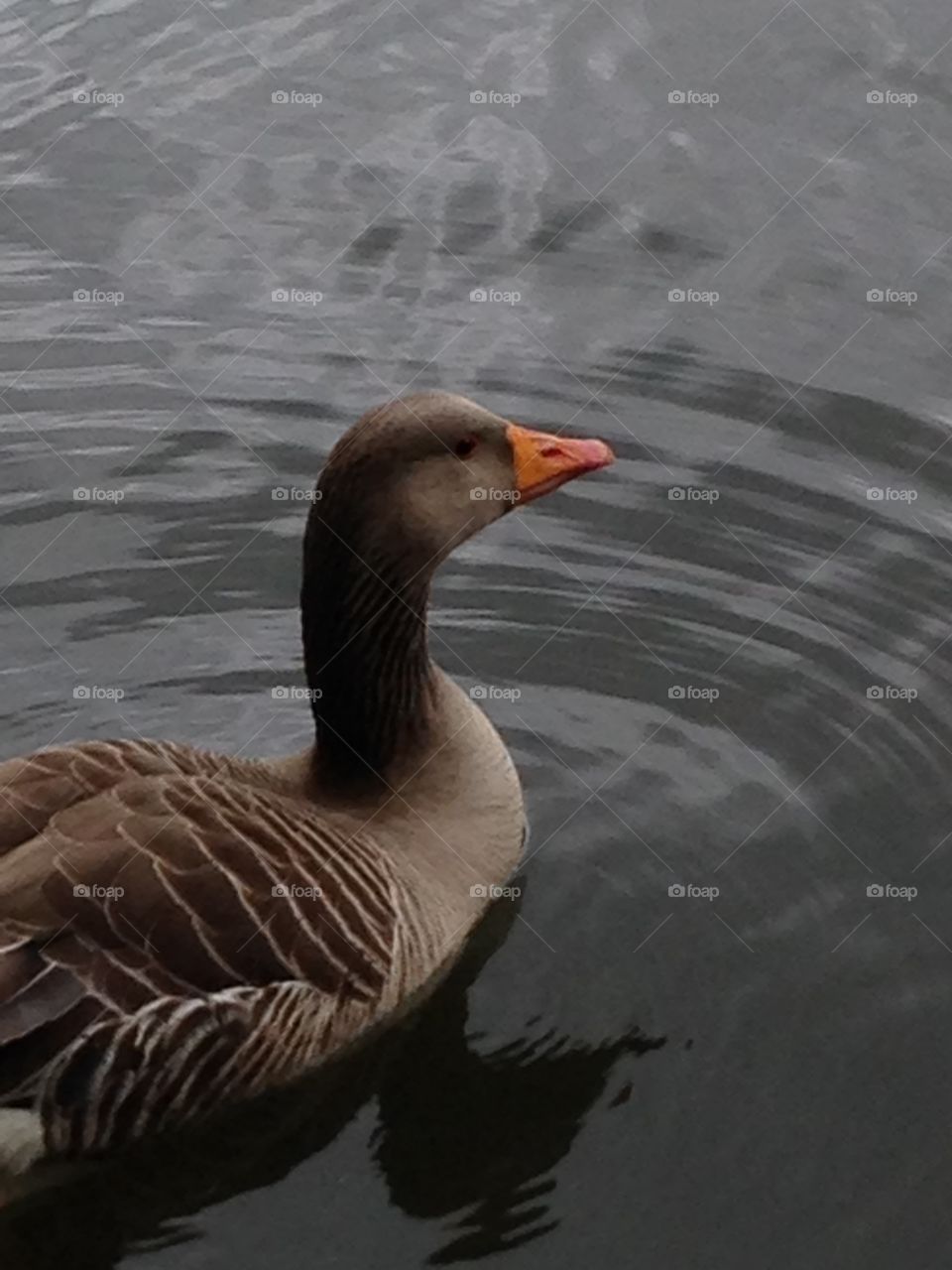 Water bird 