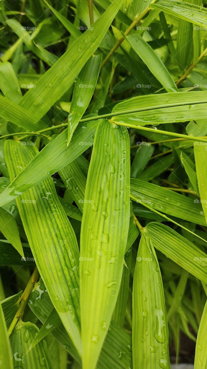 Bamboo leave photography