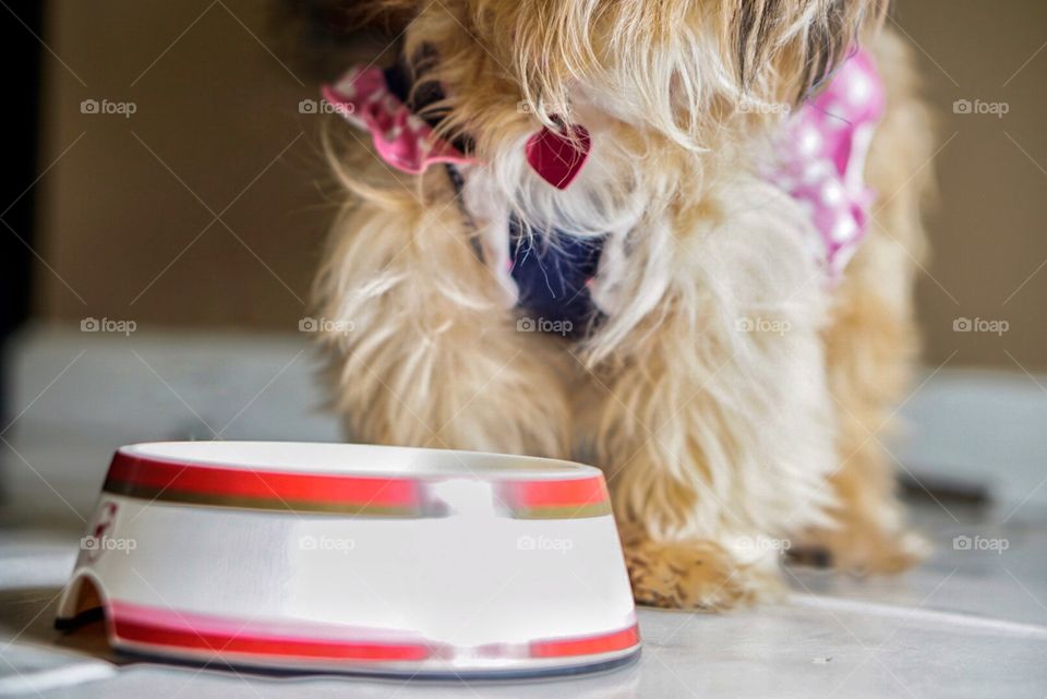 Dog, Cute, Pet, Little, Portrait