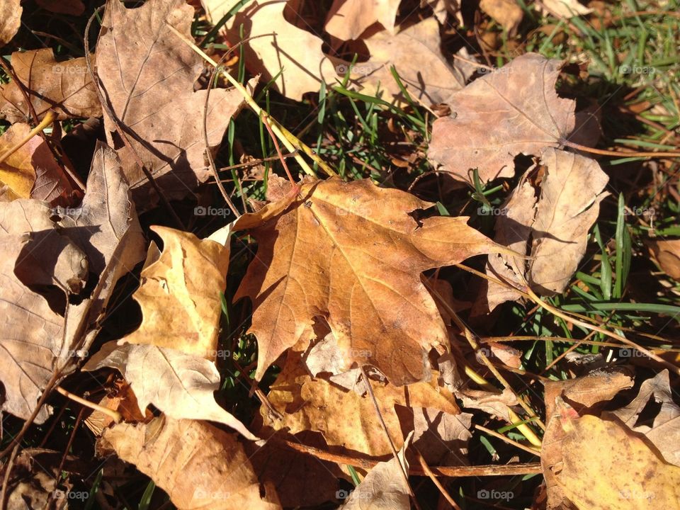 Fall leaves, Grand Rapids Michigan