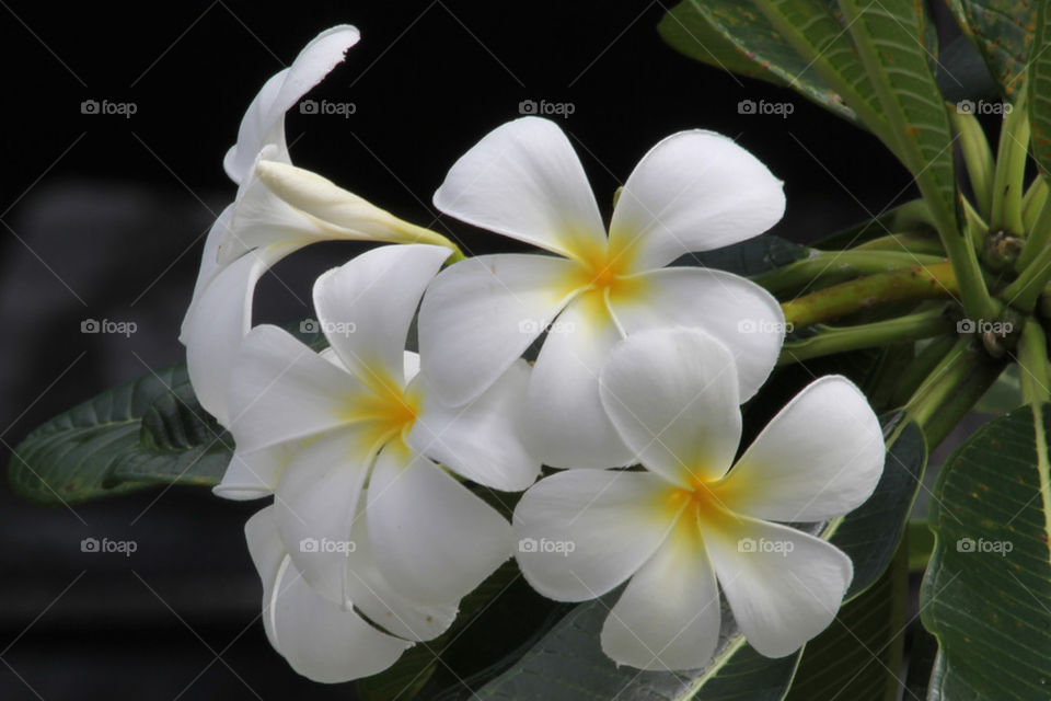 Beautiful Fijian Frangipani!