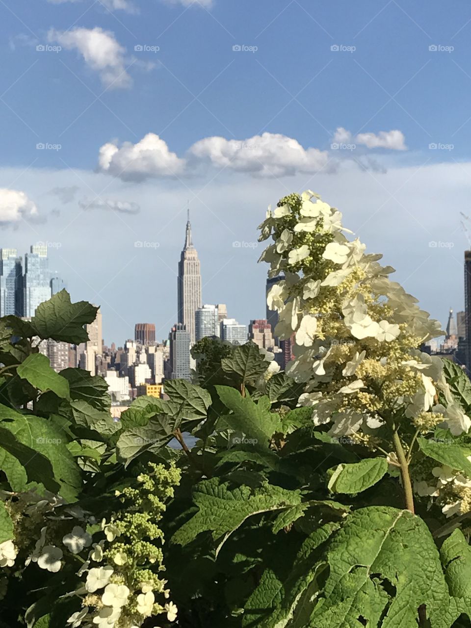 Skyline Flowers