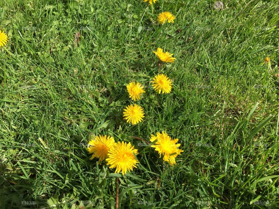 Dandelions popping up everywhere 