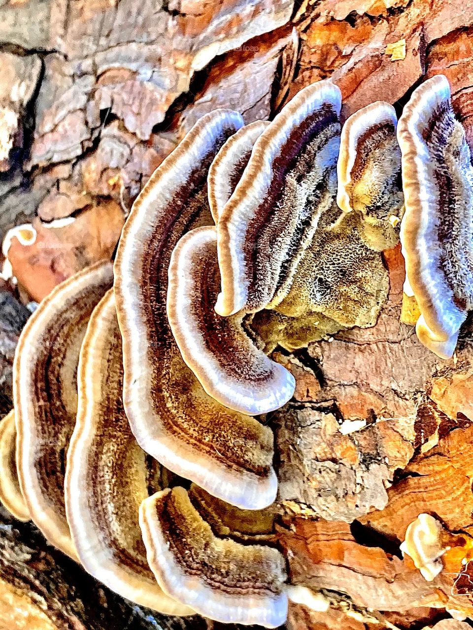 Shelf mushrooms on bark