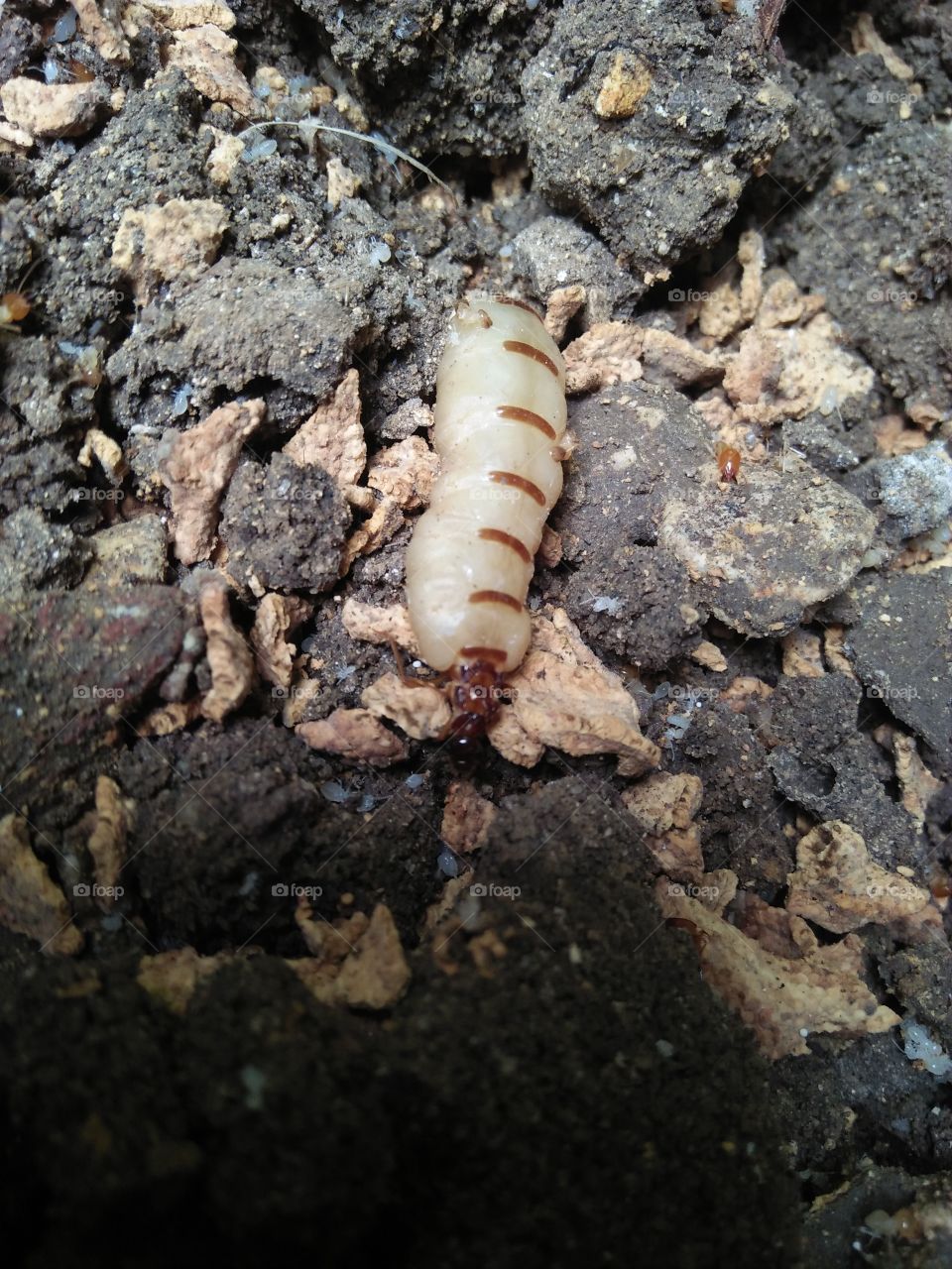 queen of termites