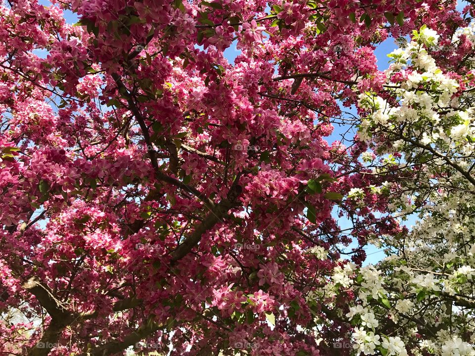 Beautiful flowering trees in April 