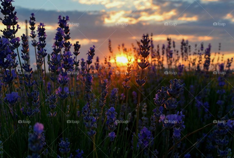 Lavender sunset