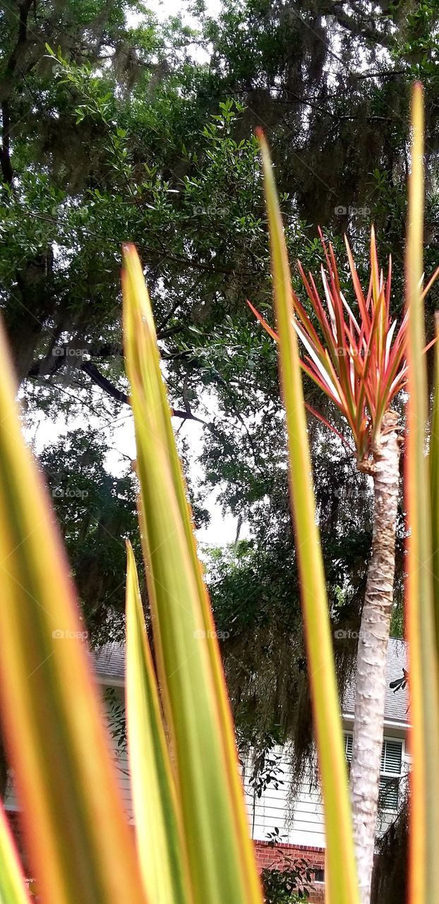 new growth and vibrant color to this palm