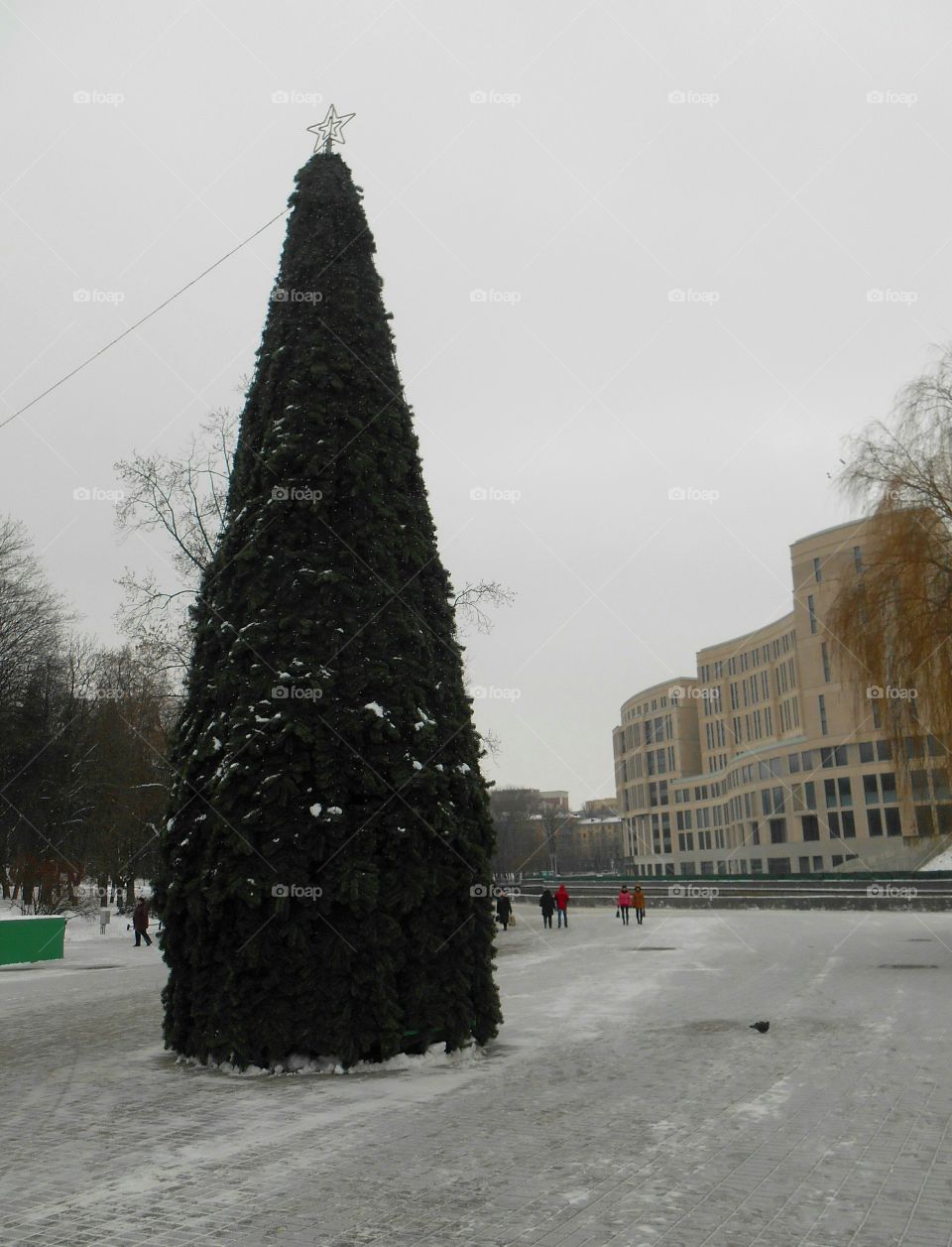 Winter, Tree, No Person, Snow, Christmas