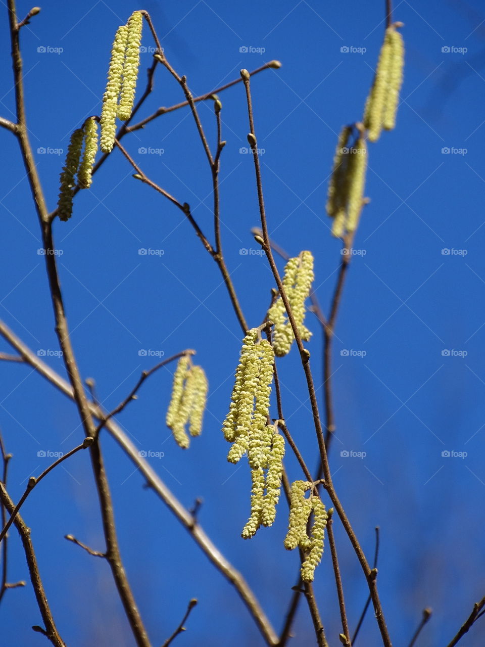 Kurpark in Bad Wildbad