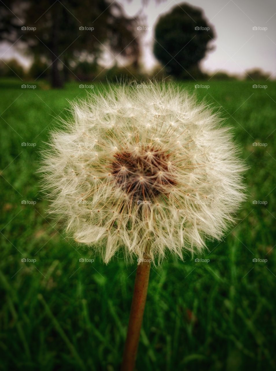 Fall dandelion . Natural propagation ...