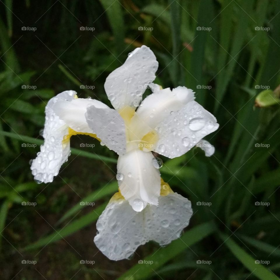 Pure White with Yellow Iris . Iris after the rain