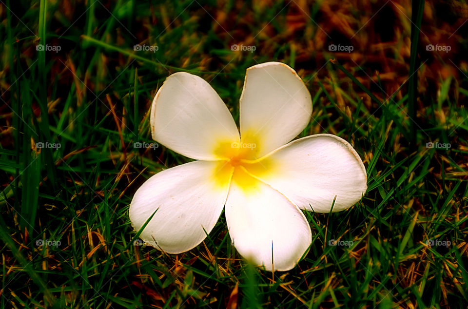 flower with grass
