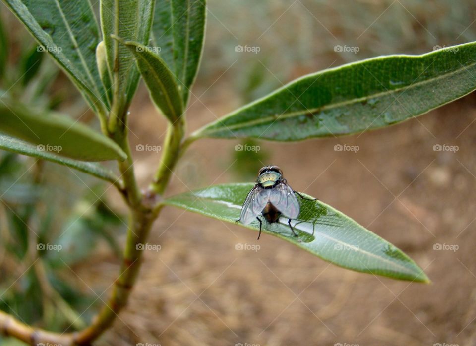 Fly in the rain