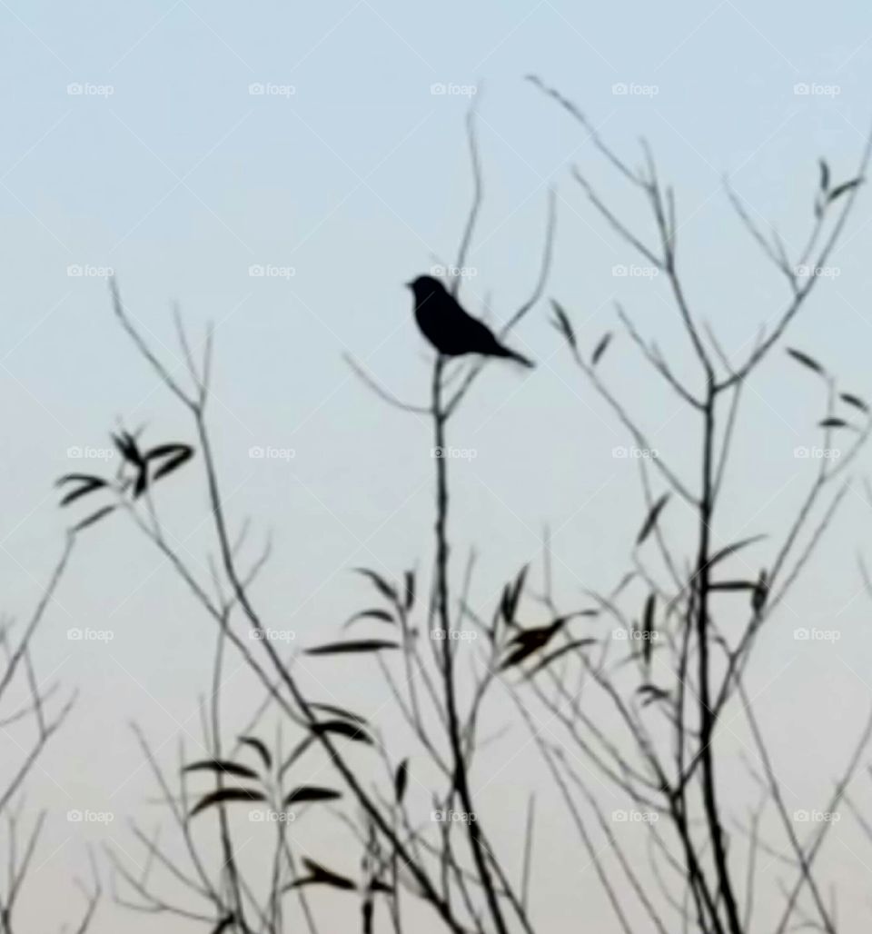 lonely bird