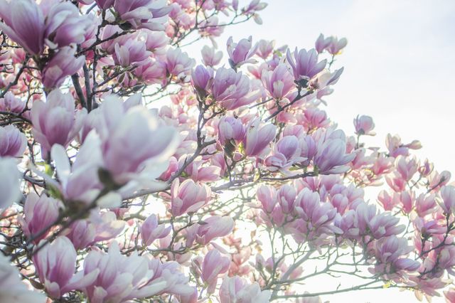 Blossoms