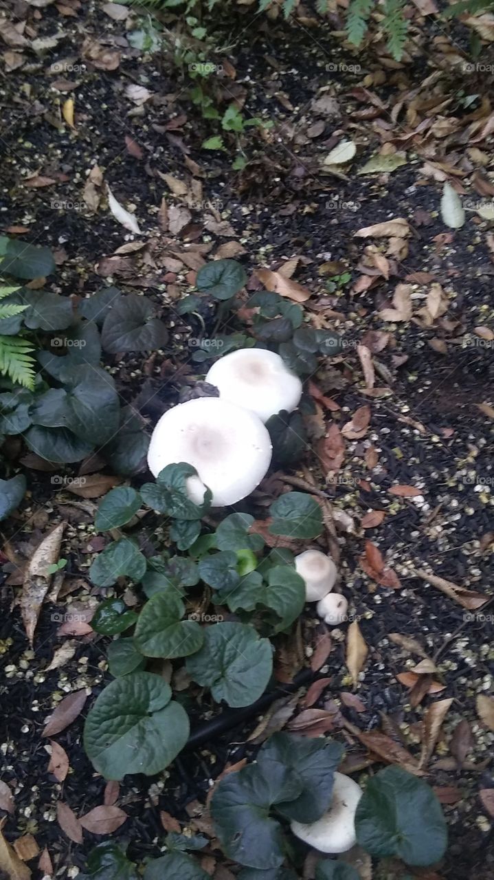 large mushrooms