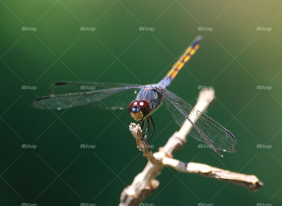 Yellow tailed ashy-skimmer. In common popular science name of Potamarcha congener. Medium-large dragonfly comparation than its surround of. Old puprle grey with pruinose of thorax and yellowish tailed segment of. Flyng around of fishpond, and perch.