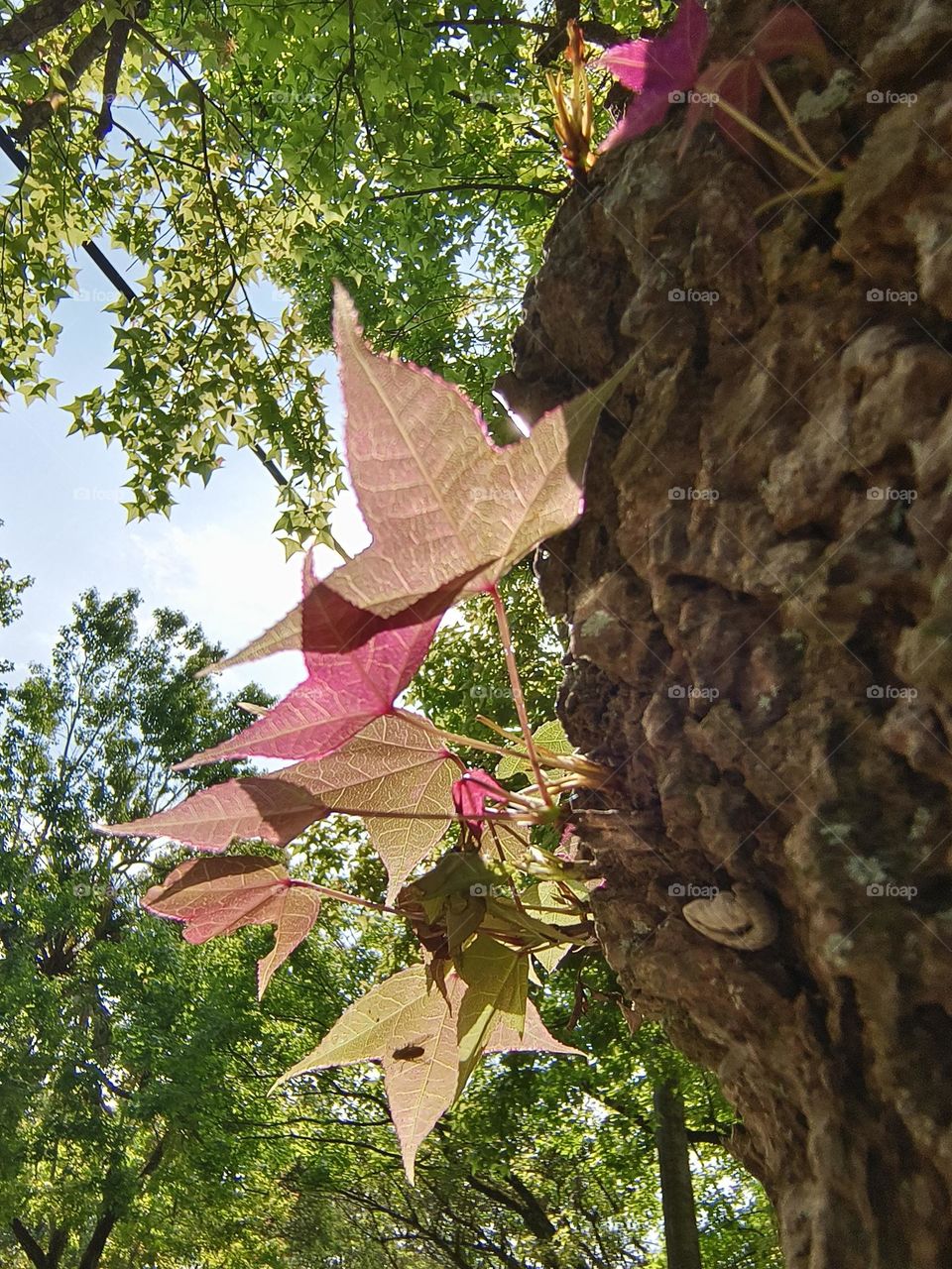 The newly sprouted maple leaves shine through
