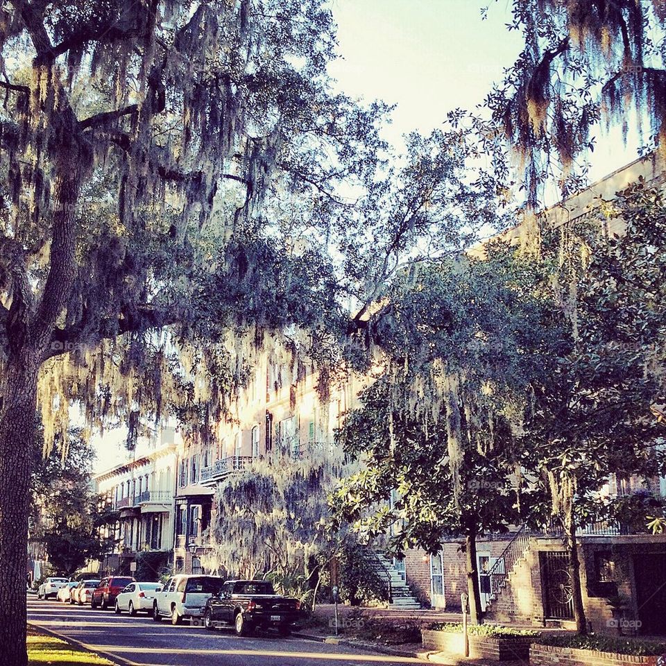 Savannah