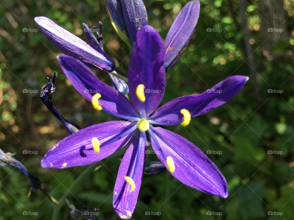 Beauty in purple 