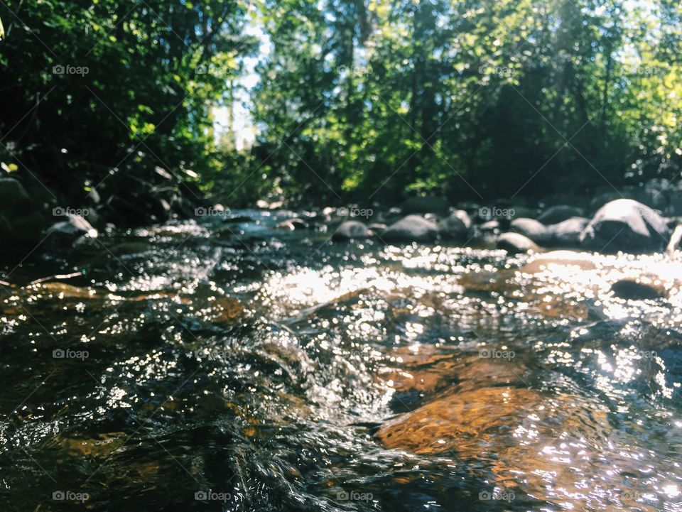 Backyard creek flow 🌊