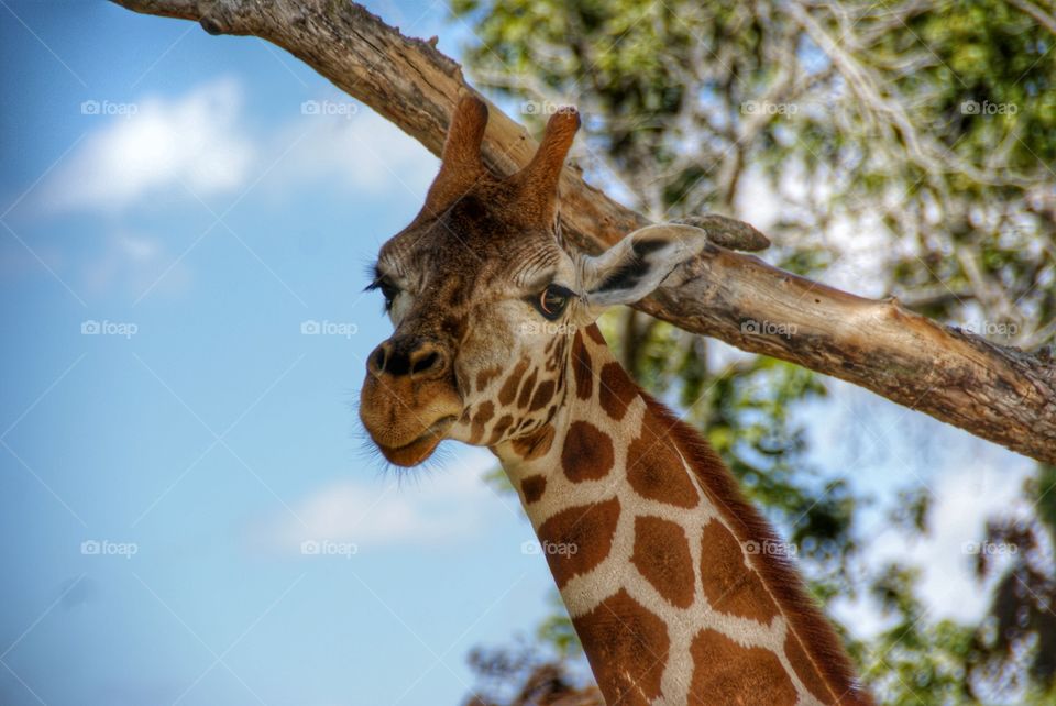 Close-up of giraffe