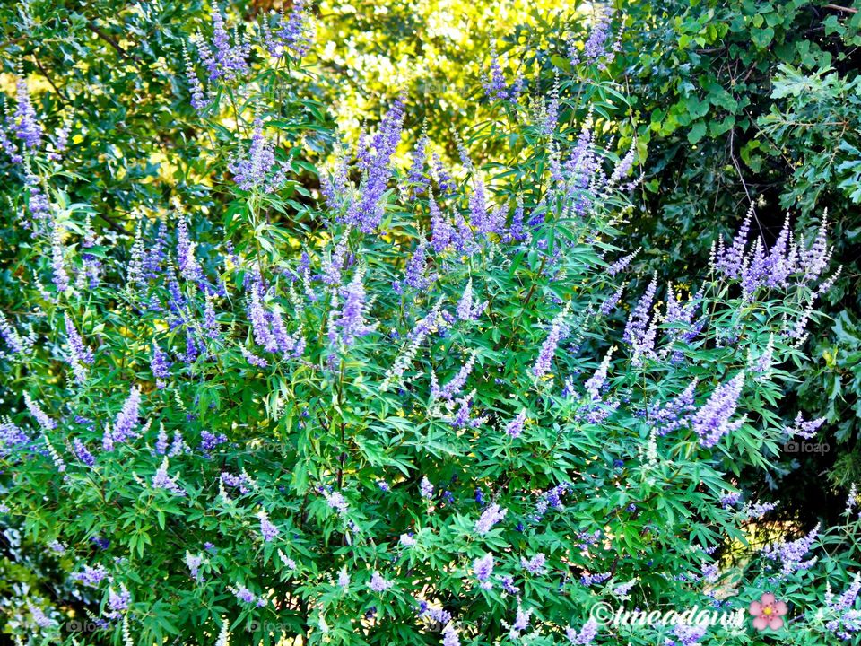 Butterfly Bush