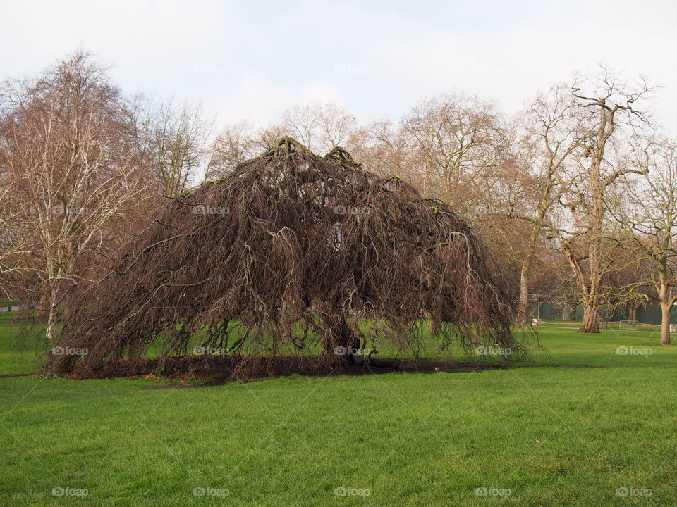 tree hay Park London