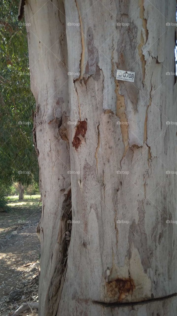 an old Eucalyptus